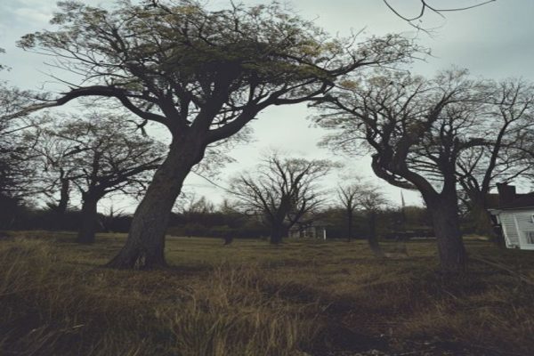 Mysterious Alien-Like Trees Appear in England, Sparking Bafflement and Intrigue