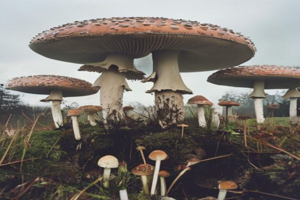 Mysterious ‘Giant Mushrooms’ Popping Up in England, Causing Widespread Curiosity