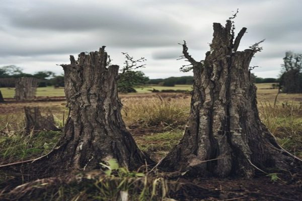 Mysterious ‘Tree Stumps’ in England’s Countryside Spark Bafflement and Excitement