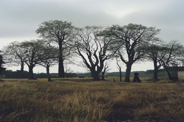 Mysterious Alien-Like Trees Emerge in England, Sparking Bafflement