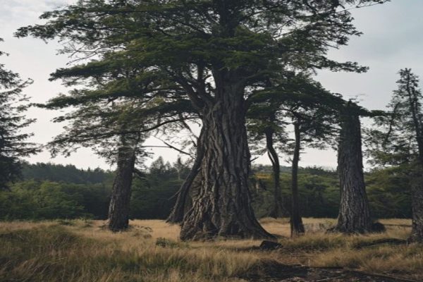 Mysterious Giant Trees Discovered in England, Raising Questions About Their Origins and Future