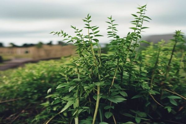 Invasive Japanese Knotweed Species Spreads Across England, Raising Concerns Among Residents