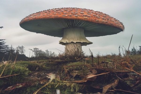Mysterious Giant Mushroom Spotted in England, Raising Fungal Frenzy